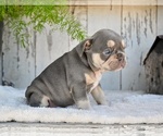 Small #3 French Bulldog