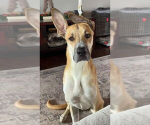 Great Dane-Unknown Mix Dogs for adoption in Bullard, TX, USA