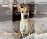 Small Great Dane Mix