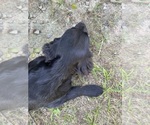 Small #2 Flat Coated Retriever-Golden Retriever Mix