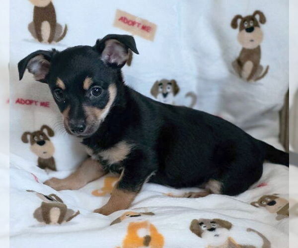 Medium Photo #4 Chiweenie Puppy For Sale in Chino Hills, CA, USA