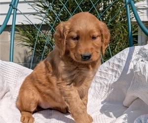 Medium Golden Retriever
