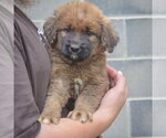 Small #2 Golden Shepherd