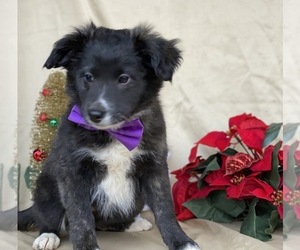 Border Collie-Golden Retriever Mix Puppy for sale in LANCASTER, PA, USA