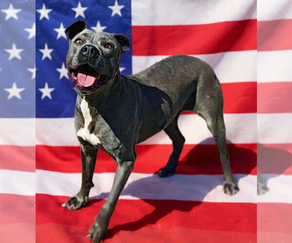 Medium Photo #7 Mutt Puppy For Sale in Talladega, AL, USA