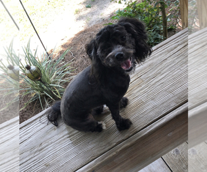 Mother of the Maltipoo (Miniature) puppies born on 06/10/2026