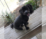 Small Photo #1 Maltipoo (Miniature) Puppy For Sale in DOUGLAS, GA, USA