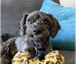 Small #2 Poodle (Miniature) Mix