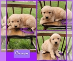 Small Photo #5 Golden Retriever Puppy For Sale in MONTROSE, CO, USA