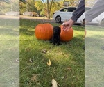 Small #6 Poodle (Standard)
