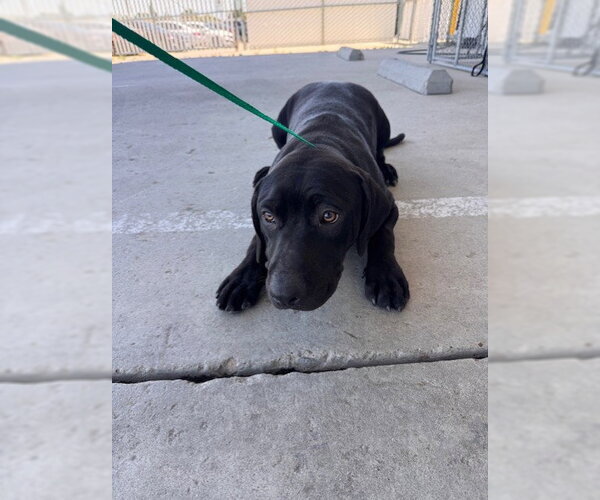 Medium Photo #1 Labrador Retriever-Unknown Mix Puppy For Sale in Bakersfield, CA, USA