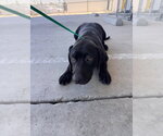 Small Labrador Retriever Mix