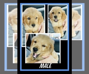 Golden Retriever Puppy for sale in TEMPLE, TX, USA