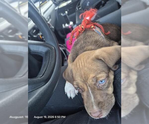 Medium Photo #1 American Staffordshire Terrier-Unknown Mix Puppy For Sale in San Antonio, TX, USA