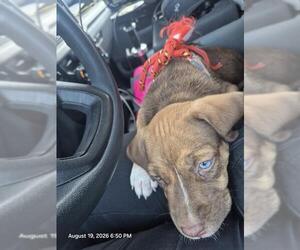 American Staffordshire Terrier-Unknown Mix Dogs for adoption in San Antonio, TX, USA