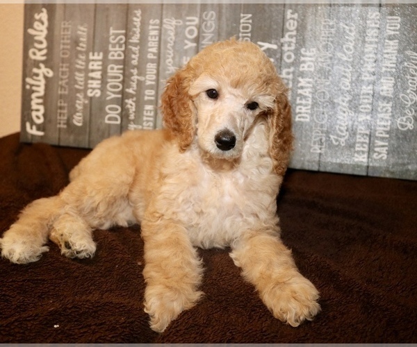 Medium Photo #1 Poodle (Standard) Puppy For Sale in GLENDALE, AZ, USA