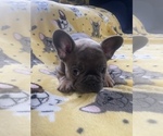 Small Photo #8 French Bulldog Puppy For Sale in PASADENA, CA, USA