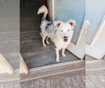 Small #6 Australian Shepherd
