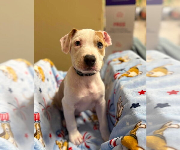 Medium Photo #8 Mutt Puppy For Sale in Wenonah, NJ, USA