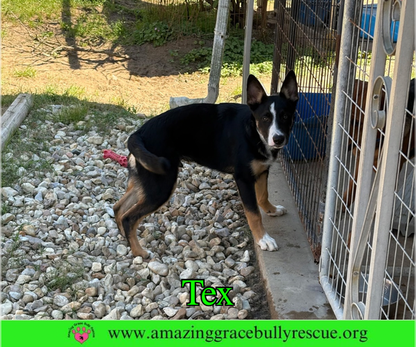 Medium Photo #2 Bernese Mountain Dog-Unknown Mix Puppy For Sale in Milton, FL, USA