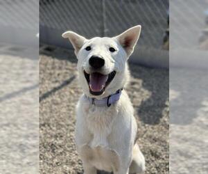 Medium German Shepherd Dog-Siberian Husky Mix
