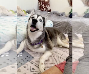 Lily - Female Siberian Husky Dog for Adoption - Photo #3