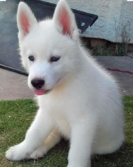 Siberian Husky Puppy for sale in LIBERTY, KY, USA