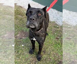 Mutt Dogs for adoption in Naples, FL, USA