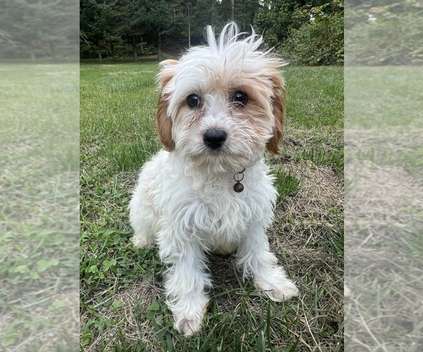 Medium Photo #21 Cavapoo-Poodle (Miniature) Mix Puppy For Sale in DURHAM, CT, USA
