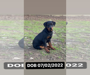 Rottweiler Puppy for sale in ELDERWOOD, CA, USA