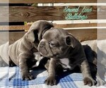 Small Photo #2 French Bulldog Puppy For Sale in GRAHAM, WA, USA