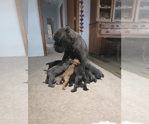 Medium Photo #7 Cane Corso Puppy For Sale in BLANCA, CO, USA