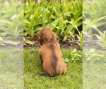 Small #5 Dachshund