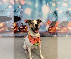Toupee - Male Mutt Dog for Adoption - Photo #7