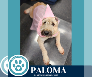 Bouvier Des Flandres Dogs for adoption in Kimberton, PA, USA