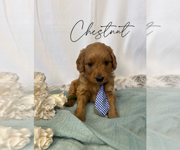 Medium Photo #2 Goldendoodle (Miniature) Puppy For Sale in RIVERTON, UT, USA