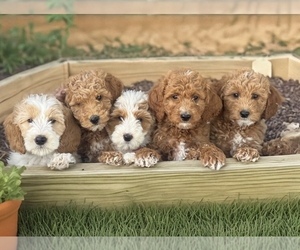 Goldendoodle Puppy for Sale in WOODSTOCK, Illinois USA