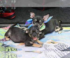 Chug Dogs for adoption in Bandera, TX, USA