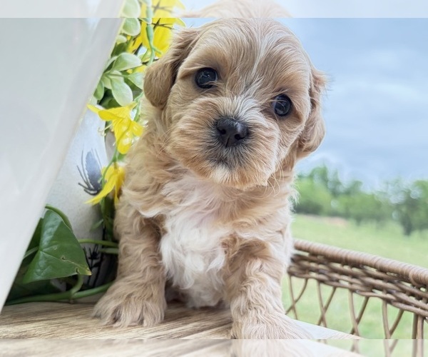 Medium Photo #7 Shih-Poo Puppy For Sale in ALMA, AR, USA