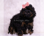 Small #2 Poodle (Toy)