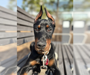 Doberman Pinscher Puppy for sale in NEW YORK, NY, USA