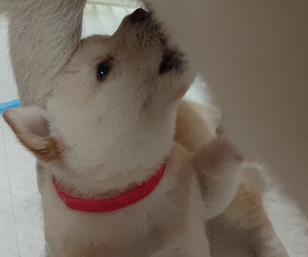 Medium Photo #2 Shiba Inu Puppy For Sale in DALY CITY, CA, USA