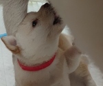 Small Photo #2 Shiba Inu Puppy For Sale in DALY CITY, CA, USA