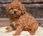 Small Photo #15 Cavapoo (Miniature) Puppy For Sale in GOSHEN, IN, USA