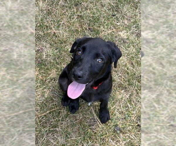 Medium Photo #1 Mutt Puppy For Sale in Sandy, UT, USA