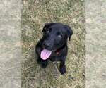 Dukke - Male Mutt Dog for Adoption - Small photo