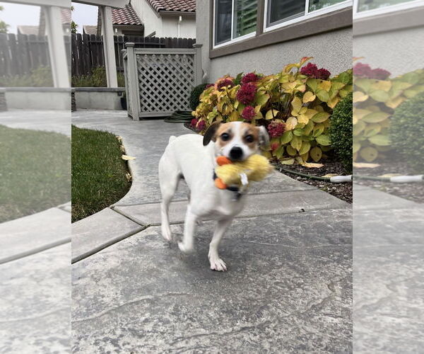 Medium Photo #5 Jack Russell Terrier-Unknown Mix Puppy For Sale in Davis, CA, USA