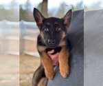Small Photo #1 German Shepherd Dog-Unknown Mix Puppy For Sale in MECHANICSBURG, PA, USA