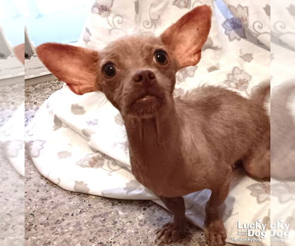 Medium Photo #1 Chihuahua-Unknown Mix Puppy For Sale in Washington, DC, USA