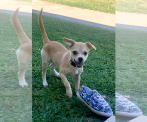 Starla - Female Chug Dog for Adoption - Photo #4